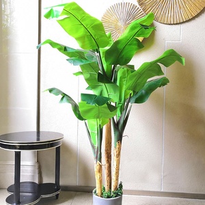 芭蕉叶植物真价格