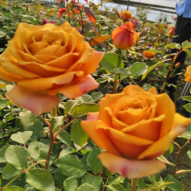 日本大花浓香月季松之梦复古色玫瑰花苗盆栽四季开阳台花卉绿植物