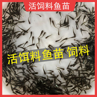 喂乌龟料小鱼活体活饲料鱼乌龟龙鱼麦穗鱼淡水开口饲料钓料包活