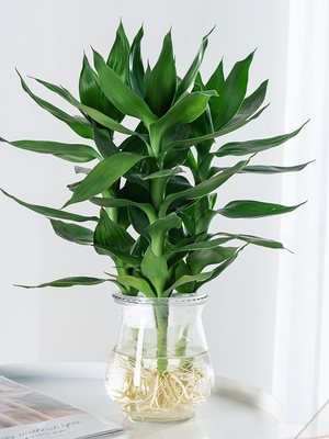 富贵竹水培植物包邮观音竹图片