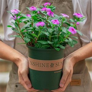 长春花盆栽阳台庭院四季开花好养植物日日春花带花苞花卉五瓣梅.