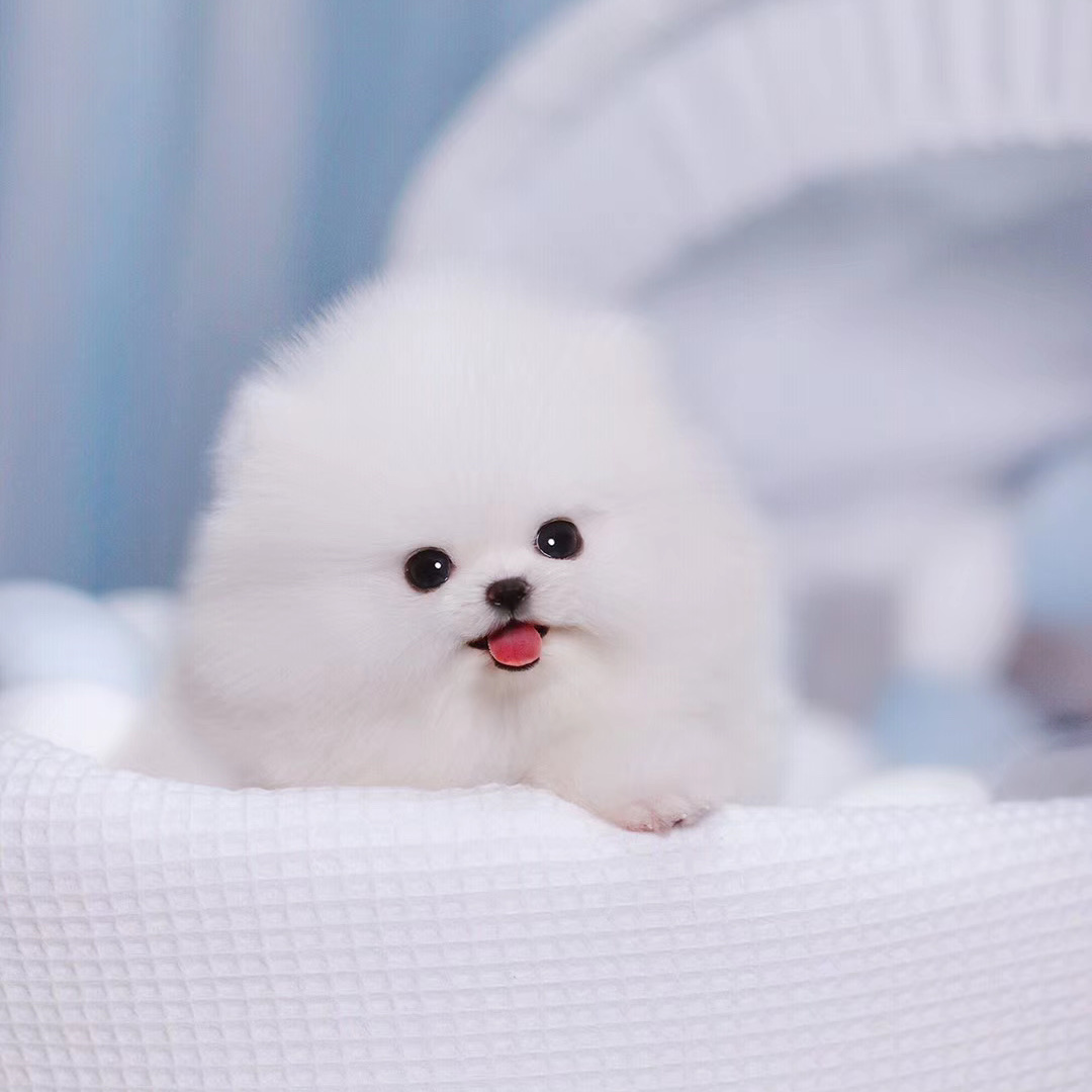 茶杯犬博美幼犬纯种家养小型泰迪小狗幼犬比熊犬真狗活物宠物狗狗