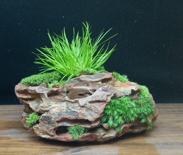 石头盆景植物室内图片