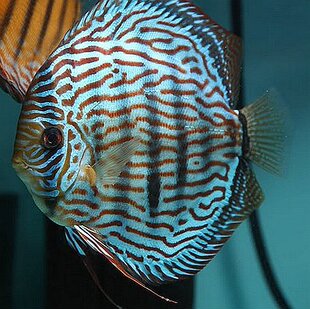 进口德国眼睛佬红松石/德彩鱼食/莫斯特鱼粮/日清/牛心汉堡鱼食