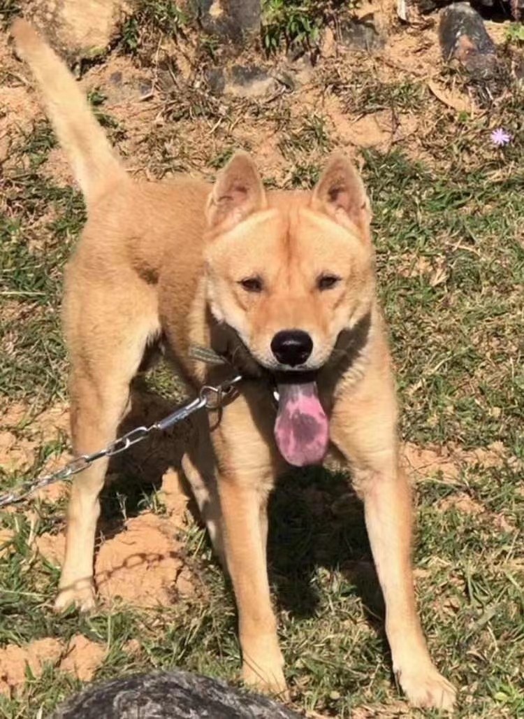 中华田园犬土狗广西土猎狗赶山狗幼狗崽宠物狗看家狗土猎犬包健.