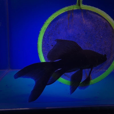 新品黑彗星蝴蝶鲤观赏鱼黑色苗大七鳍大尾冷水黑龙鲤配色招财镇.