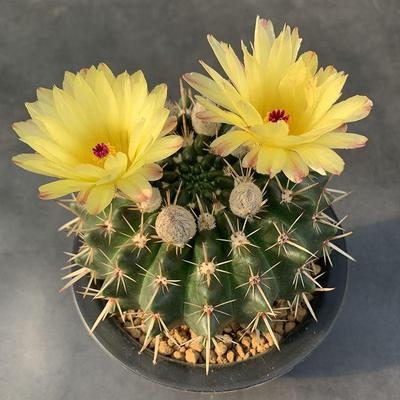 仙人球狮子王丸图片