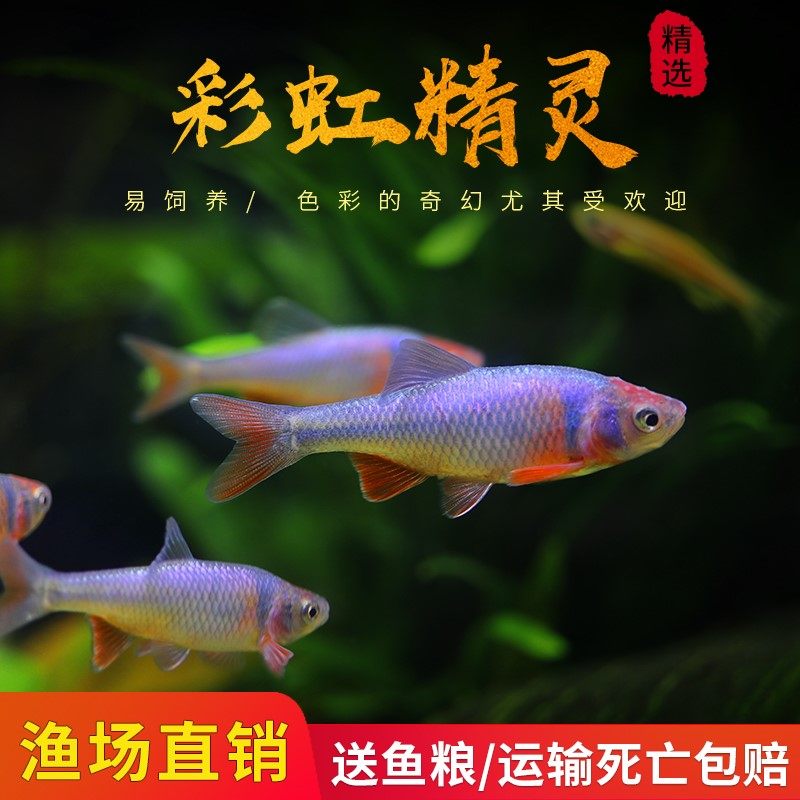 彩虹精灵鱼原生冷水鱼耐寒好养卢伦真小鲤淡水观赏鱼