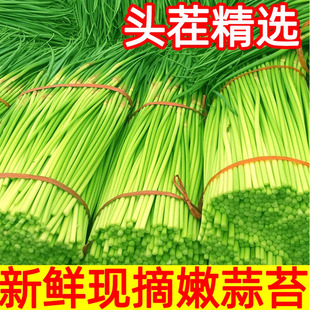 2024年新鲜蒜苔现摘5斤邳州本地农家自种蒜薹嫩应季蔬菜蒜苗3蒜台