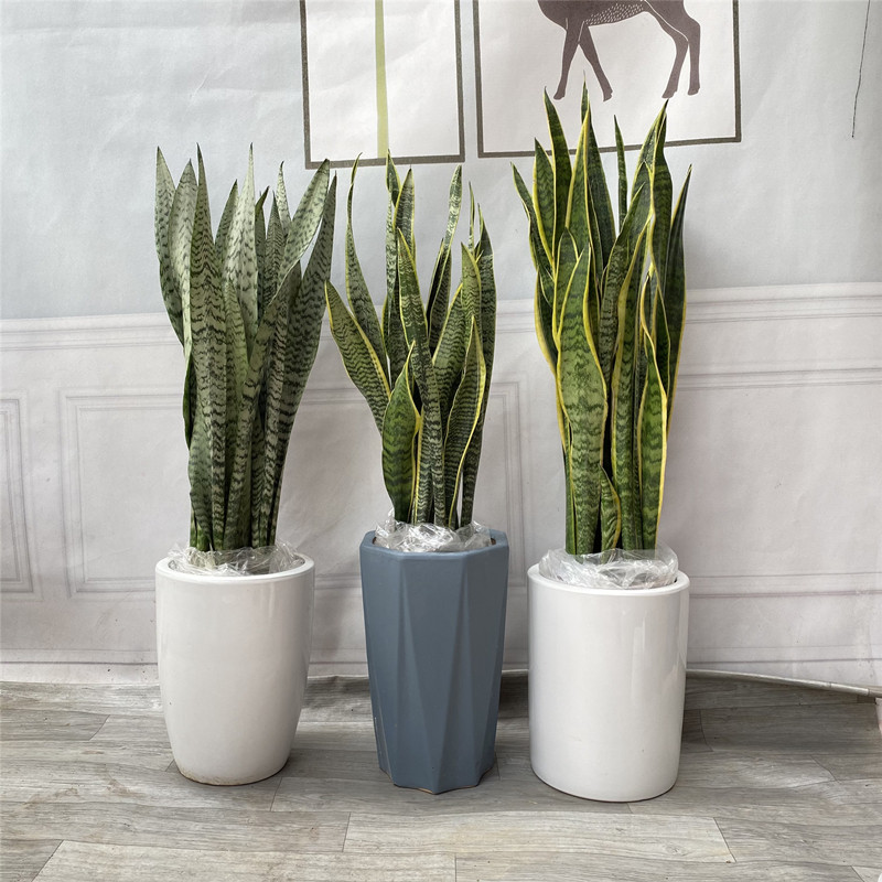 金边虎皮兰大盆栽室内客厅新房除甲醛植物银脉高脚虎尾兰带盆栽