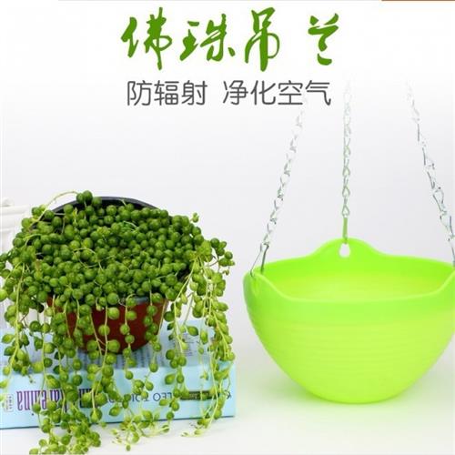 精品多肉植物佛珠吊兰情人泪悬挂花卉垂吊超大好养紫玄月大颗锦彩