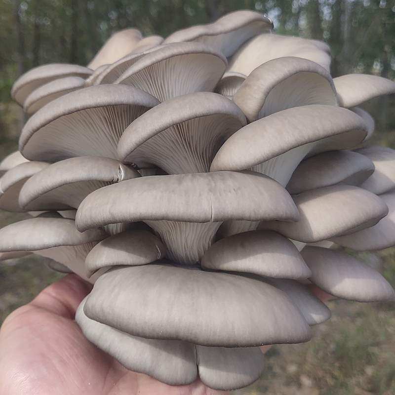 蘑菇种植包菌菇包家种黑平菇菌种食用菌四季室内家庭种蘑菇菌棒.