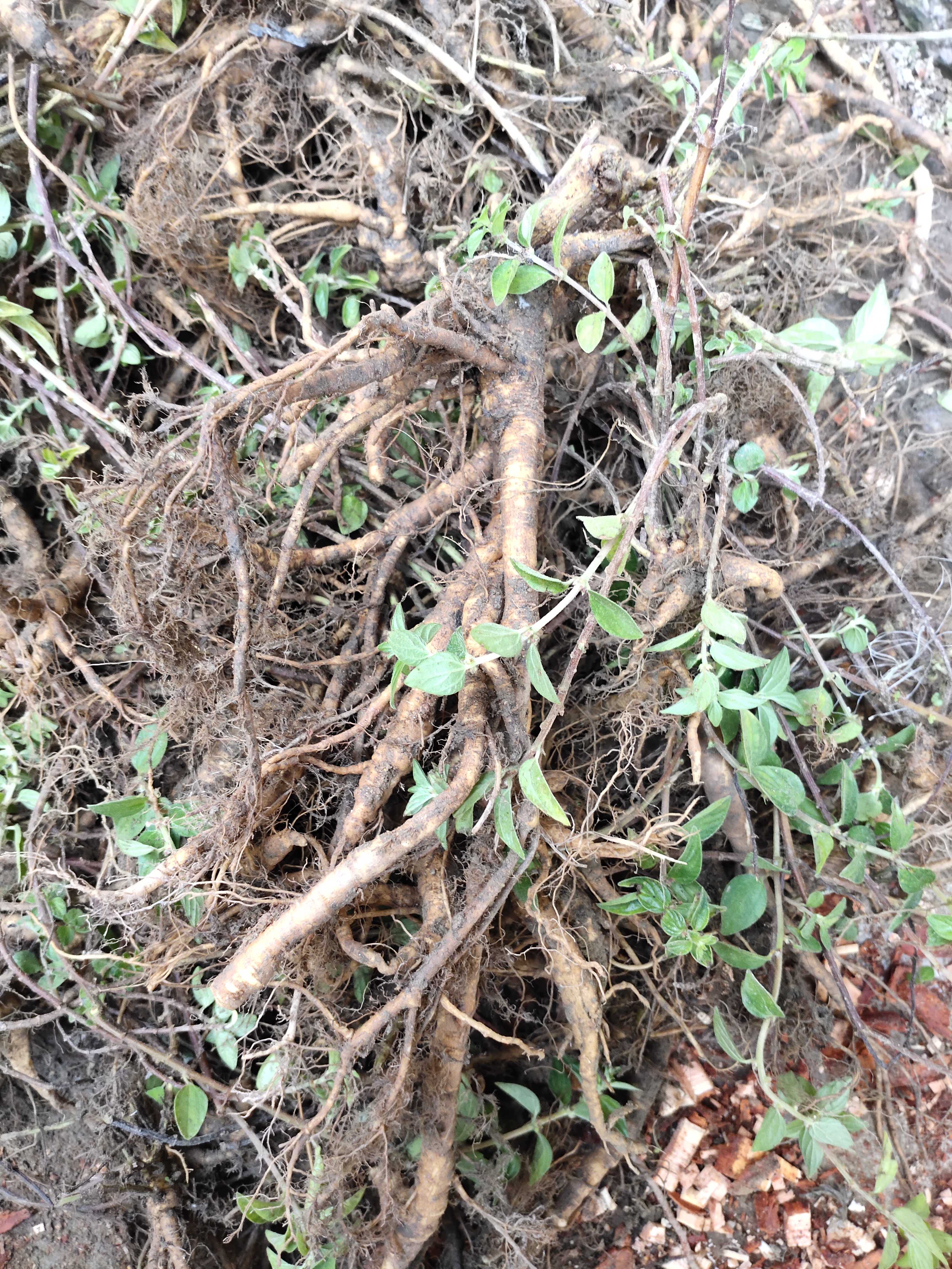 2生21新鲜野0雾水葛根500gr邮现挖纯根包糯米藤捆仙x绳咄脓膏粘榔