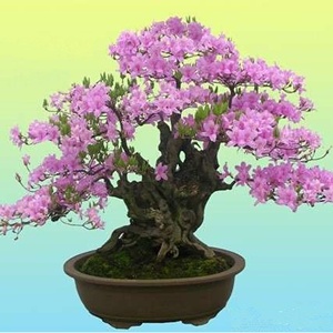 映山红杜鹃盆景树桩室内客厅观花植物花卉阳台绿植紫色杜鹃花盆.