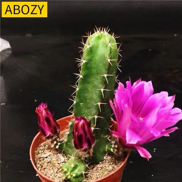 g仙人掌科鹿角柱属美花角盆栽仙人球阳台室内花卉绿植多肉多浆植