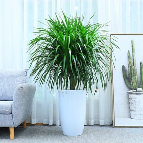 龙须树盆栽i室内多头龙血大型绿植物花卉四季开花客厅