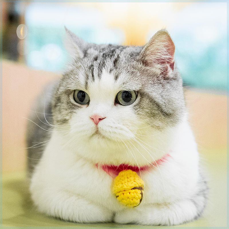 有调节针织宠江湖元颈圈项圈铭牌宠物大头手工可铃铛猫咪犬小型