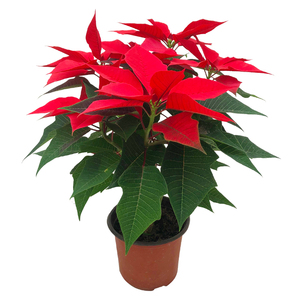 花卉盆栽一品红大红色年宵花观叶美观圣诞花室内花卉绿植好养活.