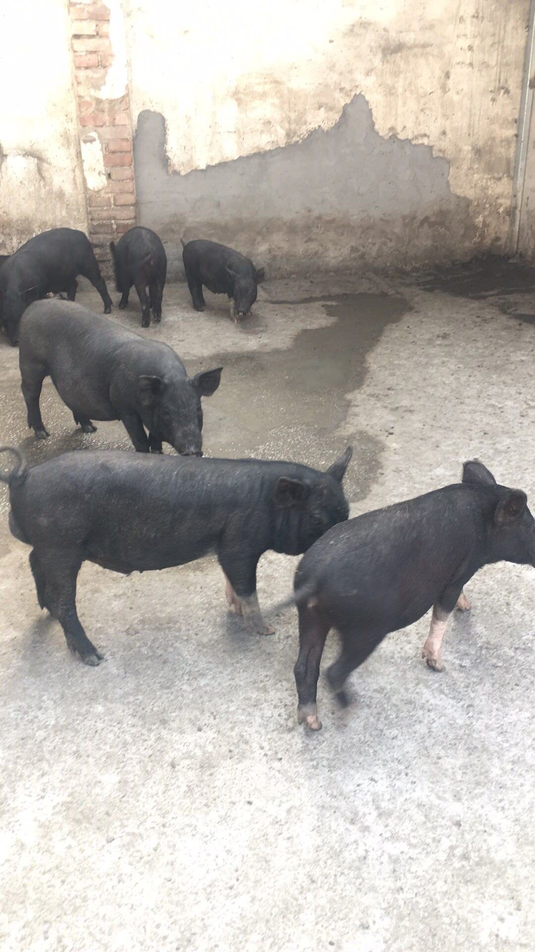 过年过节e黑土猪养殖土猪仔育肥阉割黑香猪农家散养烤乳猪肉猪活