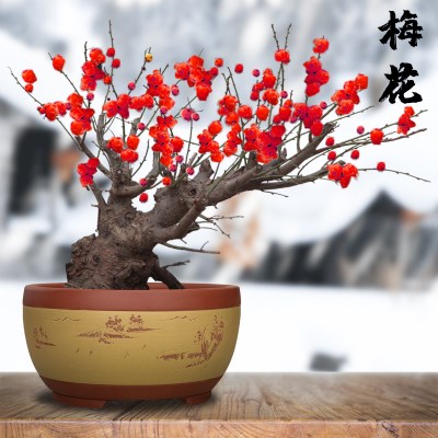 冬季盘盆北方k耐寒开花冬季耐冻景花盆景室外的花卉室内的冬