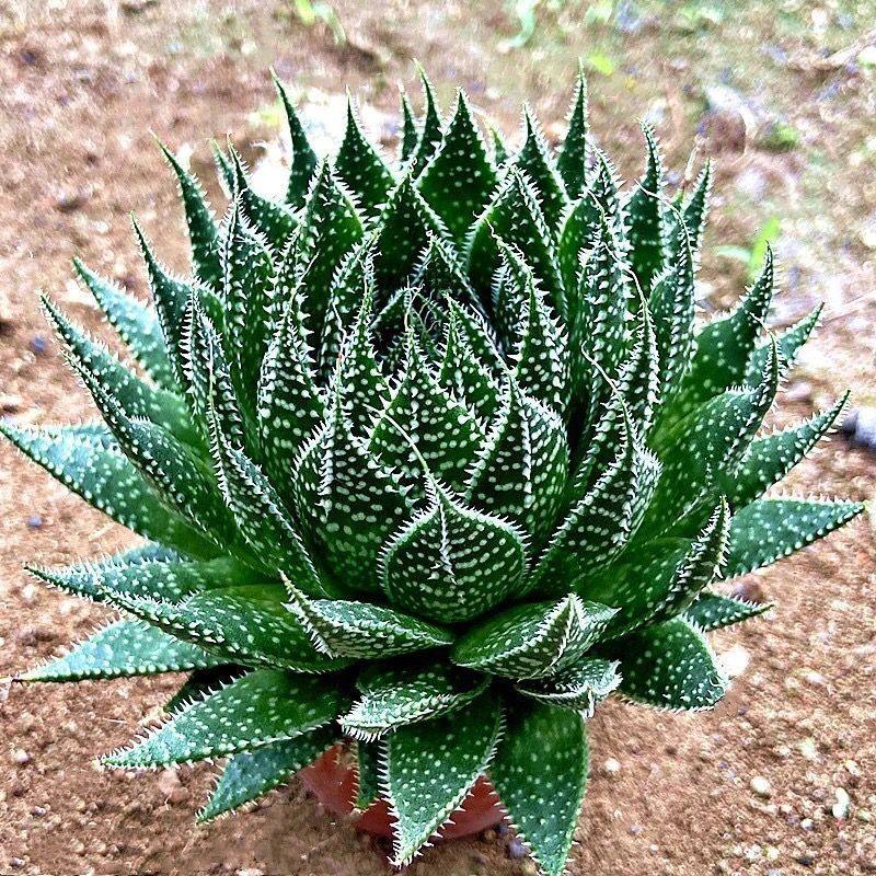 冰花芦荟盆栽室内绿植花卉好养易活四季波露多肉大棵净化空气——鲁鲜