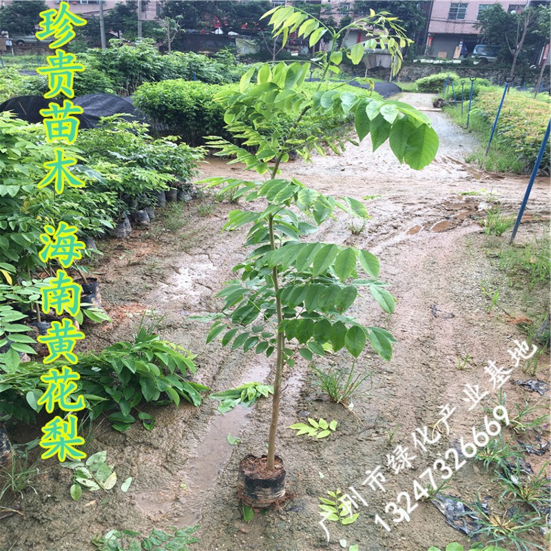 海南黄花梨树苗代理批发,海南黄花梨树苗价格排行榜_优搜网