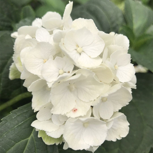 白色绣球花苗价格_白色绣球花苗多少钱_好便宜网