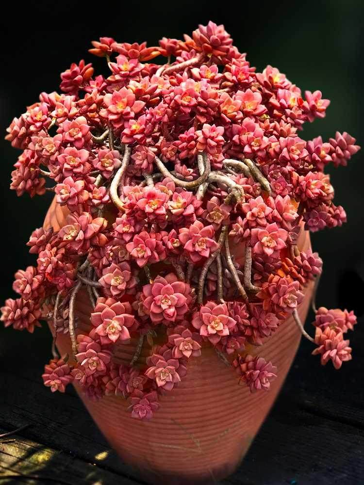 姬胧月向阳派多肉园艺好养好度夏顽强多肉植物老桩悬崖