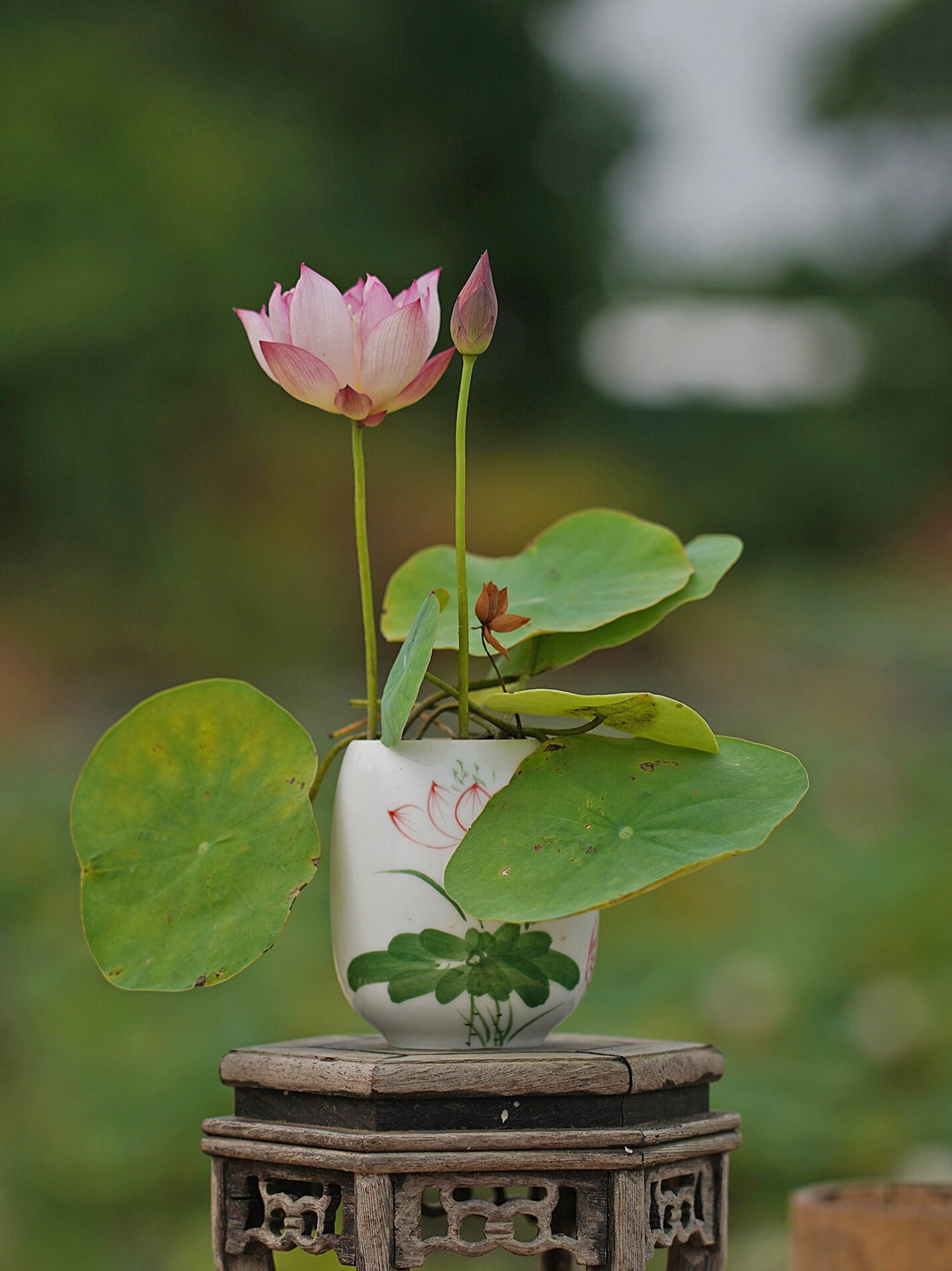 落尘】?小盆栽荷花微型莲花碗莲种藕或苗直播