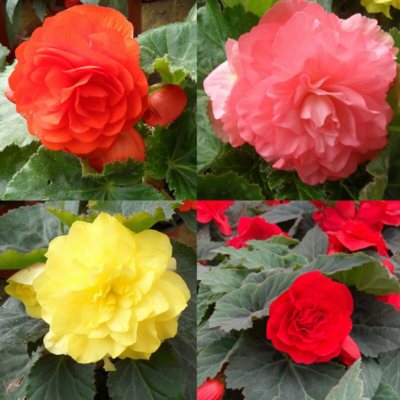 粉色夫妻重瓣大i叶球根海棠大花种球玻璃四季开花玫瑰花苗盆栽丽