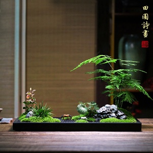 乌金石盆大型枯山水微景观苔藓文竹菖蒲组合盆景办公桌茶桌盆栽.