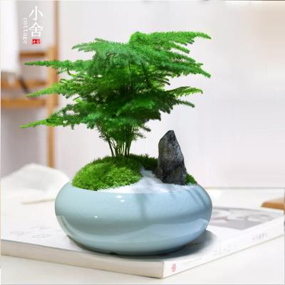 新品哥窑盆栽文竹植物四季常青室内绿植净化空气禅意小和尚创意小