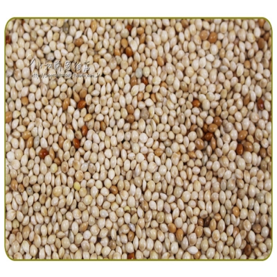 包邮白黍子带壳鹦鹉文w珍珠仓鼠