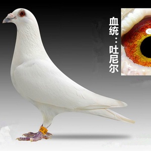 信鸽幼鸽血统鸽图片
