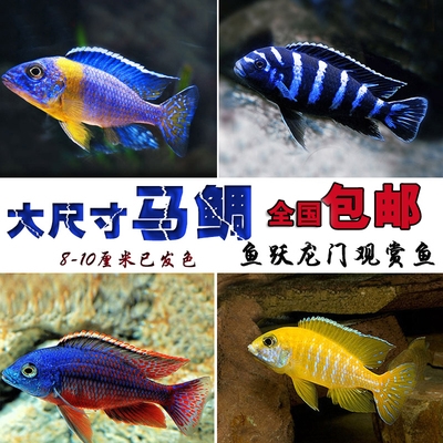 三湖慈鲷马鲷慈鲷鱼埃及艳后蓝阿里大尺寸马鲷观赏鱼包邮合集.图片