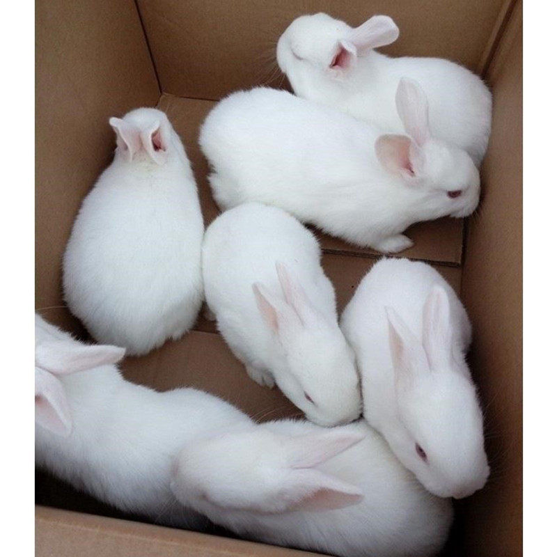 纯种兔子宠物兔巨小u白兔子兔安哥拉巨型兔子活物异色长毛小安哥