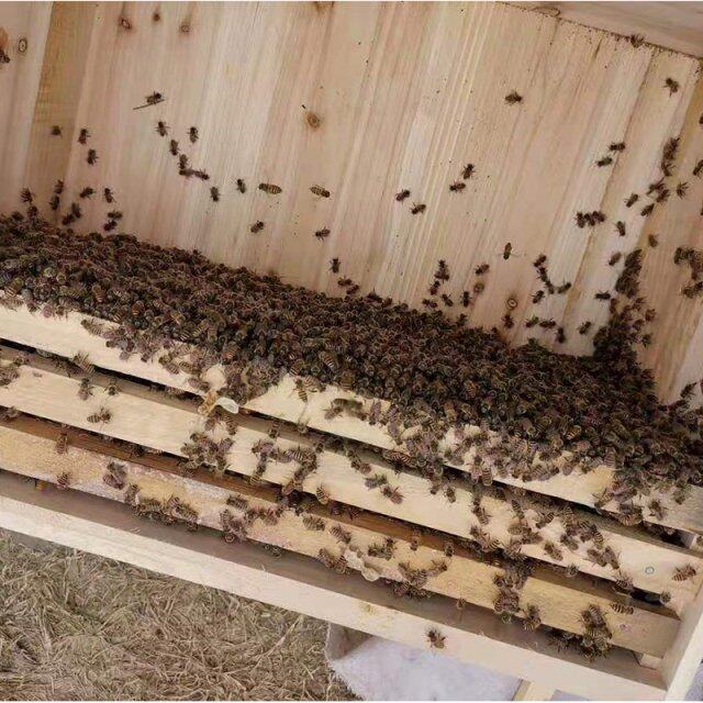 蜜蜂蜂群中蜂活群带王带子脾出售整箱土蜂蜂子蛋群中华蜜蜂活体