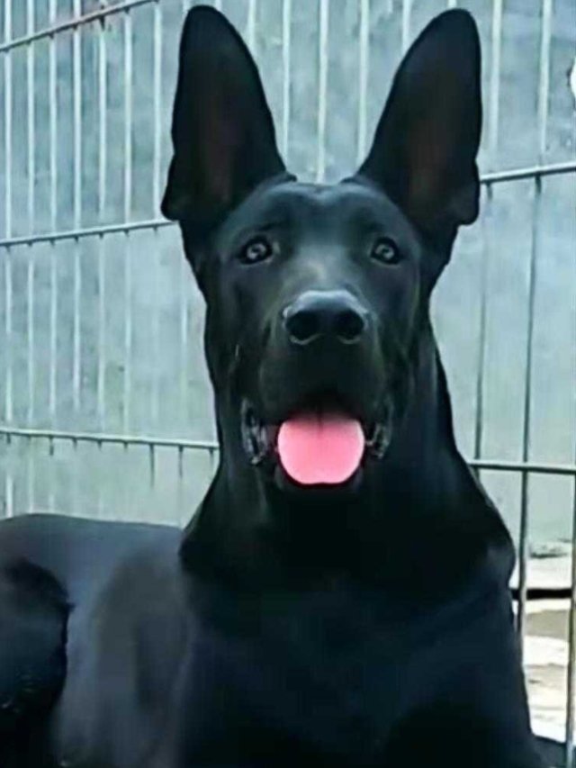 黑狼狼犬纯种幼犬墨界活体幼崽中华黑色军犬畜牧