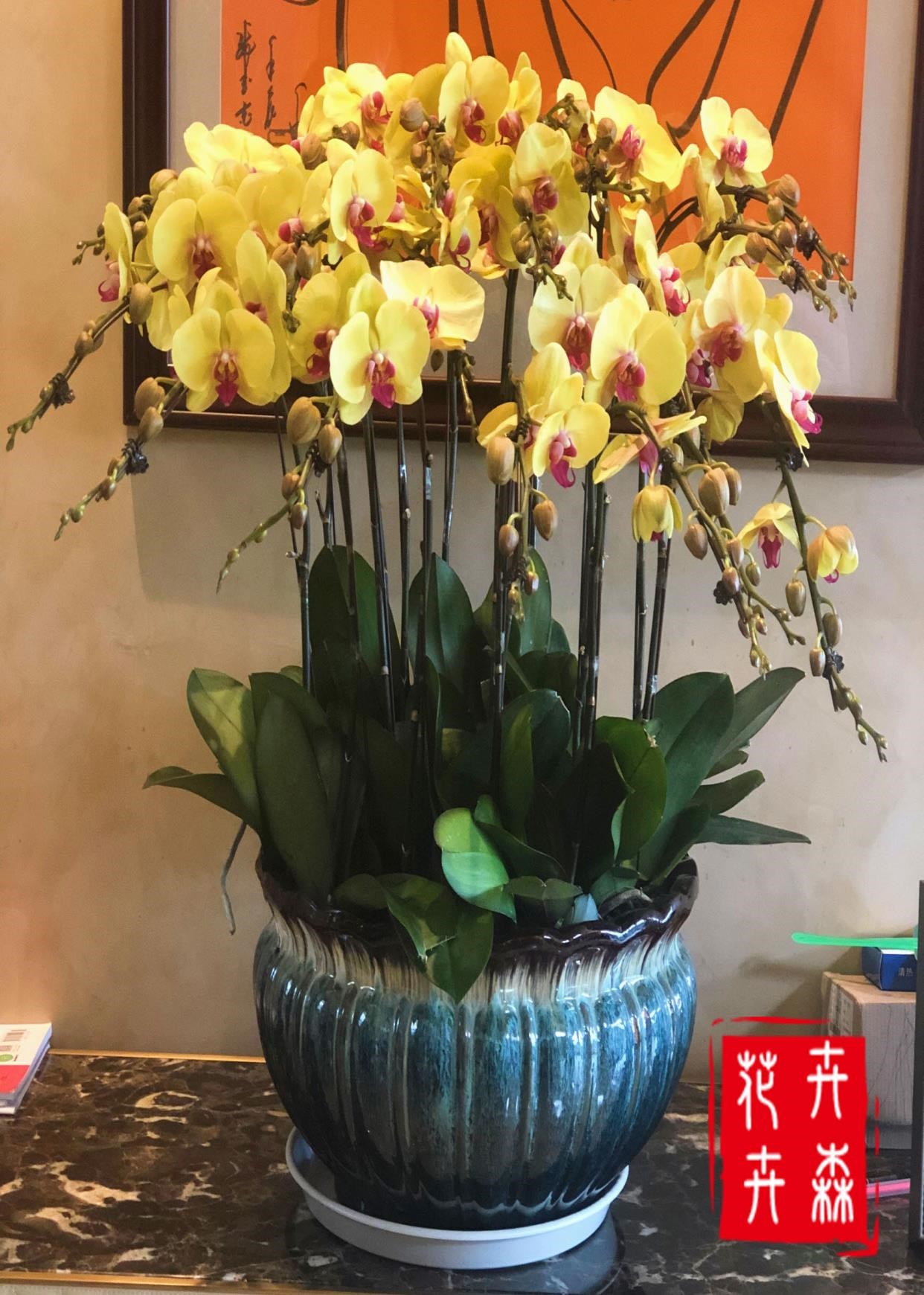蝴蝶兰盆栽粉色价格_蝴蝶兰盆栽粉色多少钱_好便宜网