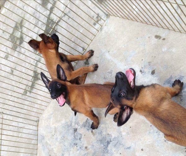 马犬活体幼犬纯种马犬军犬警犬黑红黄马犬猎犬双血统家养看家犬