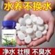 水培植物净水片鲜花花卉保鲜剂不臭水碗莲专用杀菌消毒片净化水质