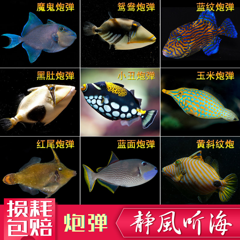 小丑鸳鸯魔鬼生物黑肚蓝面海水鱼