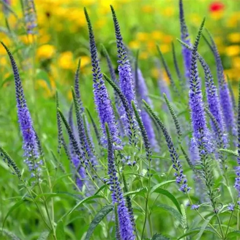 穗花婆婆纳盆栽苗宿根花卉多年生庭院花园观花绿化植物耐寒好养.