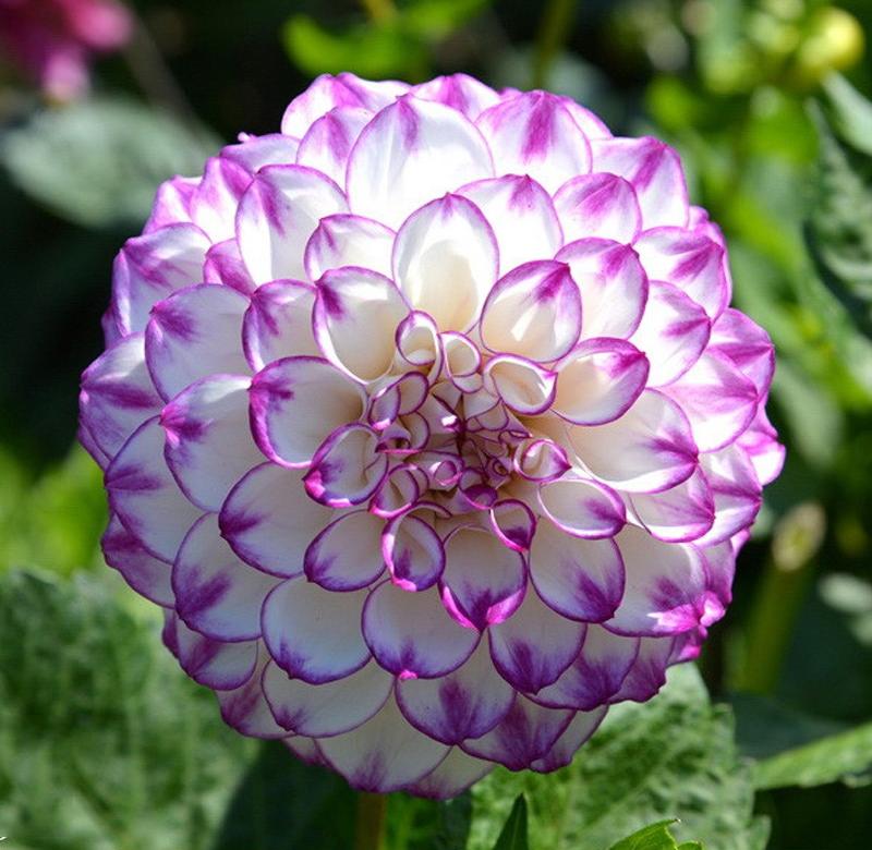 室外花卉植物庭院开花不断图片