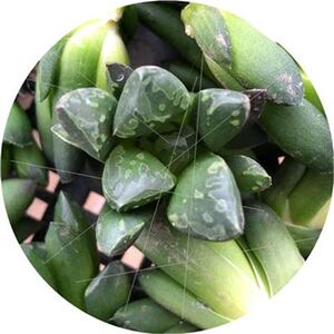 i一物一拍绿焰寿十二r卷奇特窗e