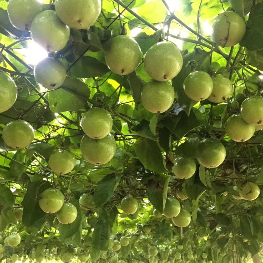 黄金百香果包邮5斤福建漳州_黄金百香果果园新鲜采摘热带水果应当季