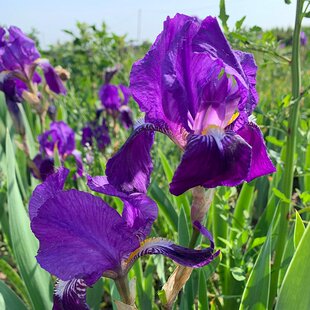 紫鹤鸢尾花苗四季易活易种庭院工程花海耐寒耐旱球根鸢尾宿根花卉