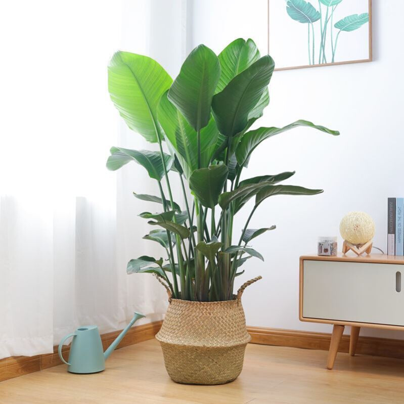 绿植客厅大颗好养g容易养活的植物适合客厅放的电视柜两边盘栽招已售0