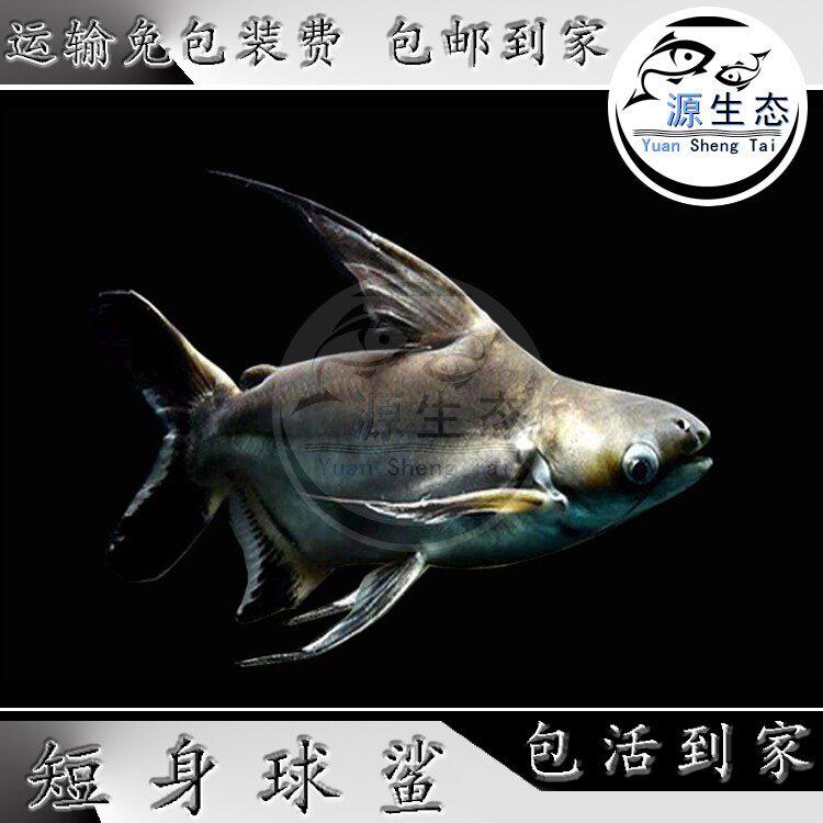 舞池精品店的小店的优惠券大全—短身球鲨成吉思汗