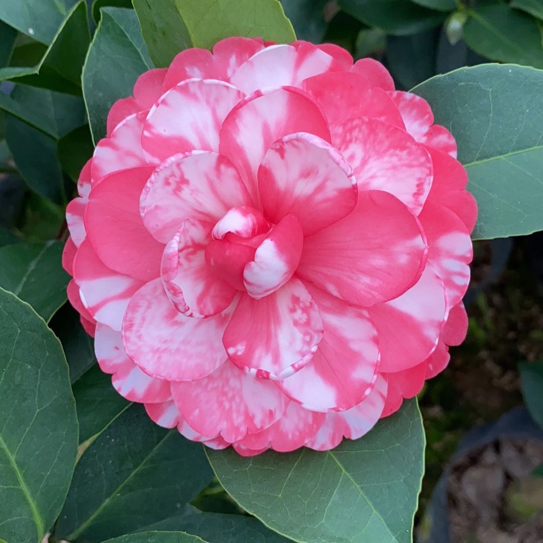 新品新品种四季茶花重瓣复色夏梦小璇花开不断绿植花卉盆栽包邮